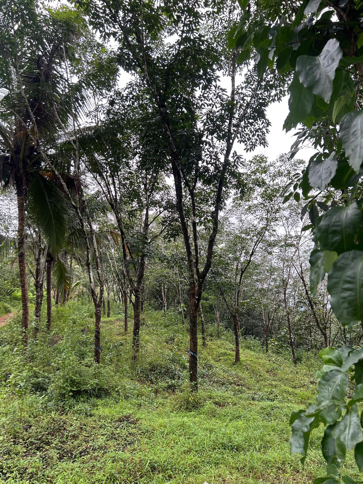 4 Acre Rubber & Coconut Plantation Land for Sale – Near Kukke Subramanya Temple